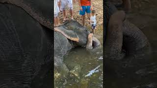 Phuket Elephant Village Пхукет Деревня Слонов