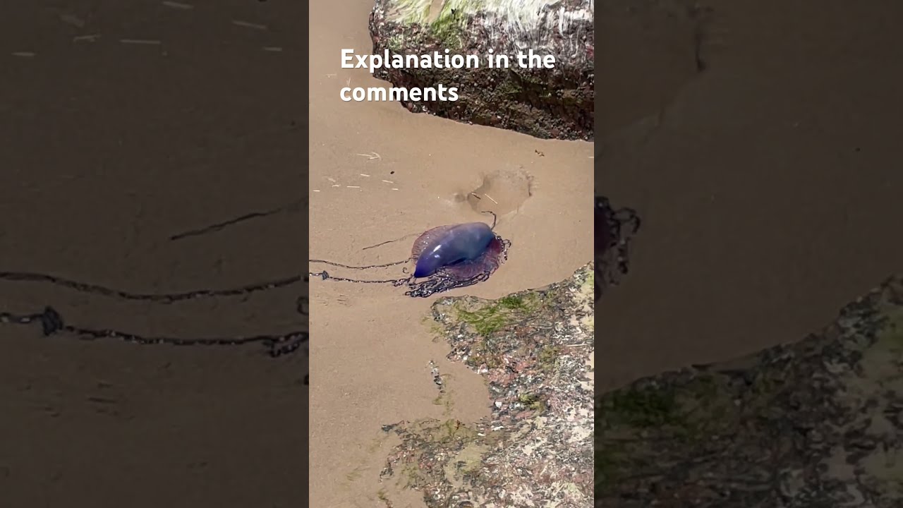 Explanation In The Comments Helpmemakethismakesense Butifyoucloseyoureyes Beach