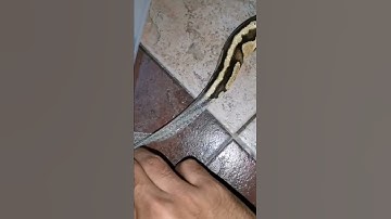 Ball python shedding (semi assisted)