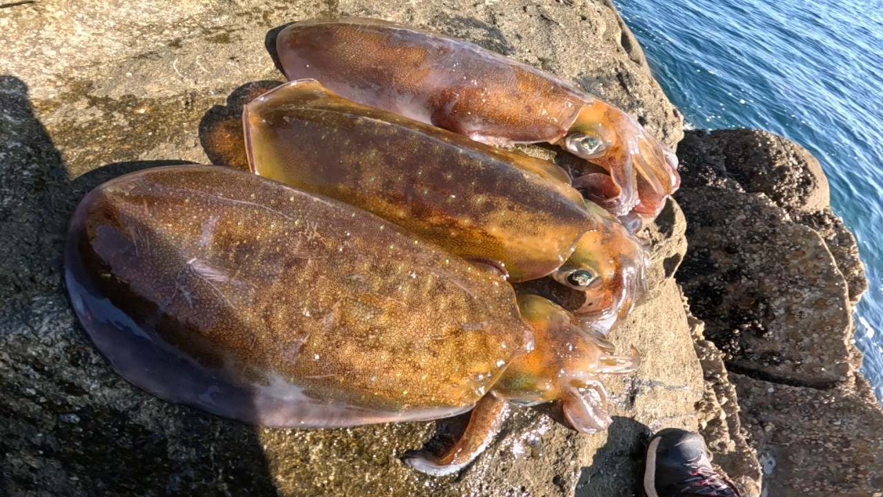 【ヤエン釣り】12月ターヤンとイカ釣り大会！徳島勝浦渡船