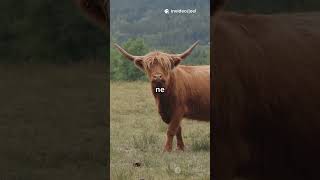 Découvrez les Bovidés Highland!
