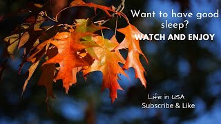Autumn leaves video# Music with autumn by Javaid Life's in USA 28 views 2 years ago 23 minutes