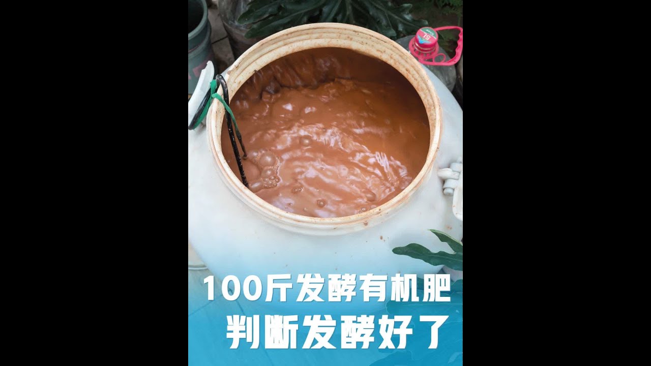 发酵100斤水溶肥，怎么判断发酵好了？怎么使用？ #发酵有机肥 #有机肥发酵 #EM菌发酵 #em菌发酵有机肥 #有机肥
