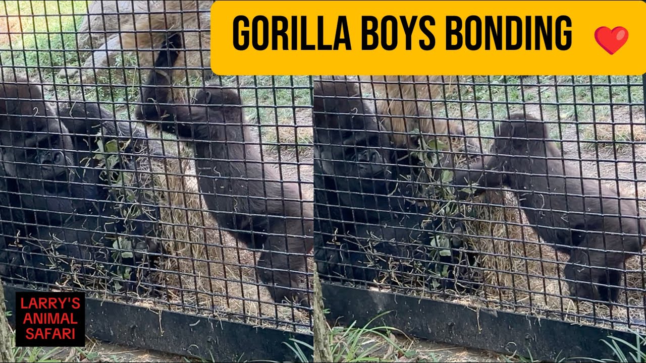Горилла Каембе и его папа-серебристый обнимаются ❤️🦍 - Зоопарк Кливленда