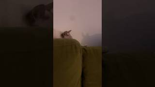 When Lola tries to socialise with a Cute Rabbit 🐰👀