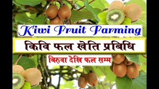 kiwi fruit farming in nepal | किवि फल खेति प्रबिधि | बिरुवा देखि फल सम्म |