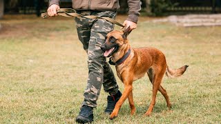 BELGIAN MALINOIS  THE FULLY TRAINED FIERCELY PROTECTIVE DOG