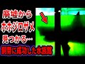 【ゆっくり解説】廃墟を調べた結果…水槽から巨大ホホジロザメを発見…ホホジロザメの飼育に成功した水族館がヤバい