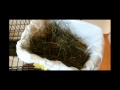 Bunny Organizing/ Super Easy Cleanup Method Bunny Organizing/ Super Easy Cleanup Method