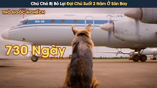 [Review Phim] Chú Chó Bị Bỏ Lại Đợi Người Chủ Cũ Suốt 730 Tại Sân Bay Và Cái Kết