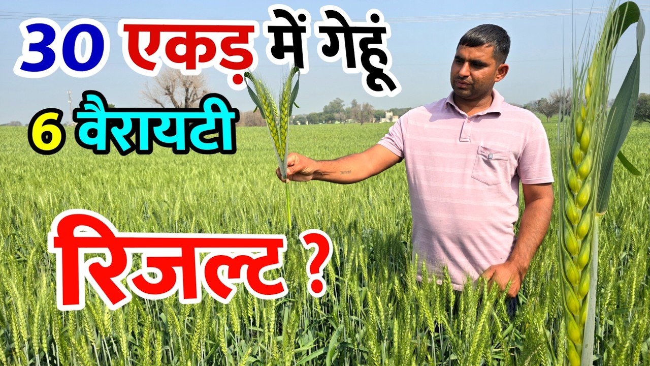 30 एकड़ में गेहूं की 6 वैरायटी | किसान ने बताया कौन है नंबर 1 | रिजल्ट और जानकारी देखने लायक 🌾👌🔥