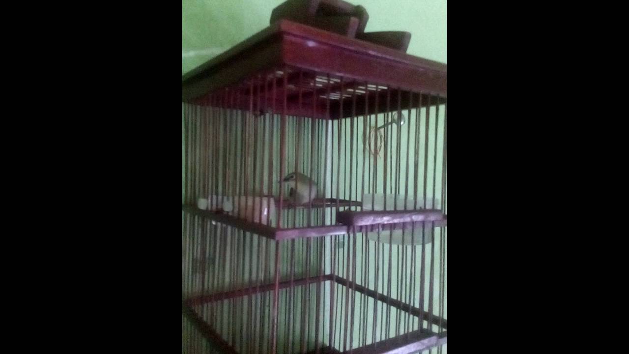 Burung pleci si mystic 
