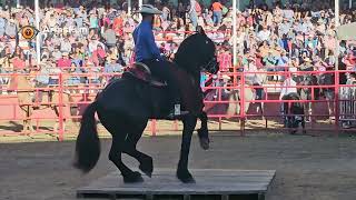 Concurso del Caballo bailador modalidad razas puras en la Feria del Queso Zacazonapan 2023.