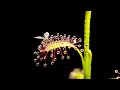 Sundew Timelapse Compilation 4K HD