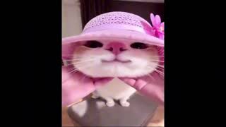 Cute cat meme template | cat meme