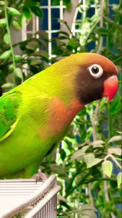 Black-cheeked lovebird | Aviary Birds #lovebirds