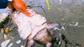 can't land them all ... schuylkill river flathead catfish fishing
