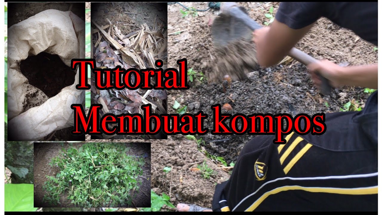 Manfaatkan kotoran ayam...!!! Buat pupuk kompos 