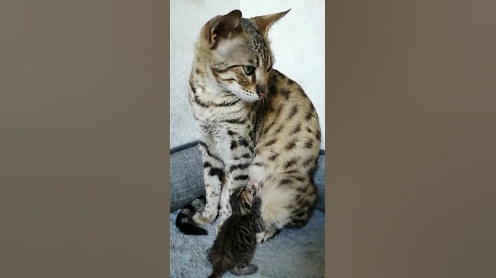 Video 1026261: savannah kitten, sweet savannah, gorgeous savannah