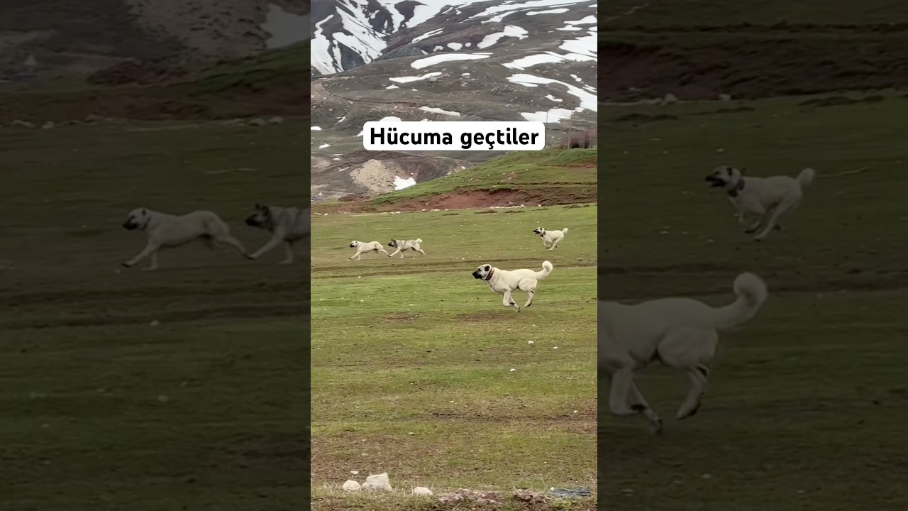 Kangallar arabaya saldırmak için harekete geçtiler