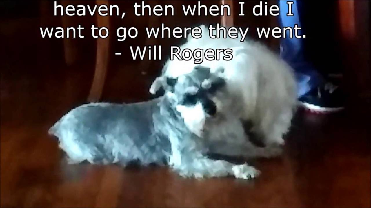 6 Dog Quotes 