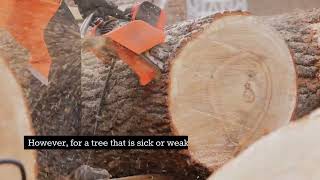 Best Tree Service New York 347-502-2731 Discount Tree Cutting Company In Manhattan