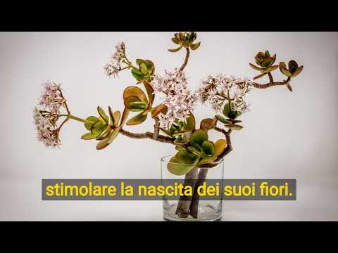 Video: Quanto spesso innaffiare l'albero dei soldi? Quale terreno è adatto per un albero dei soldi? Donna grassa (albero dei soldi): come prendersi cura di lui