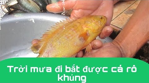 Sau cơn mưa xách thùng đi bắt cá rô lên ở miền tây #02 | Đường Đời