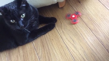 Cats react to fidget spinner