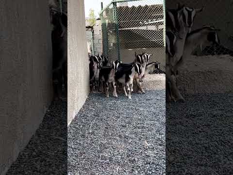 حلال الدار الاماراتي ماعز