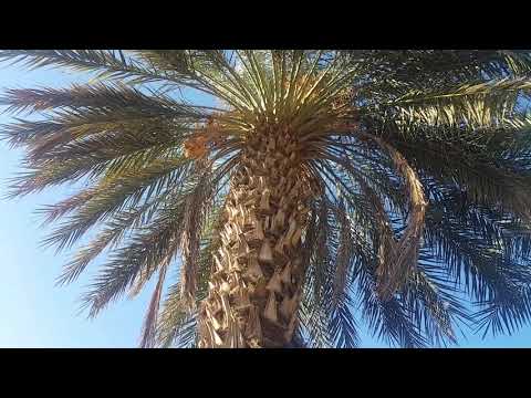 ظاهرة غريبة نخل التمر يلد في فصل الخريف   