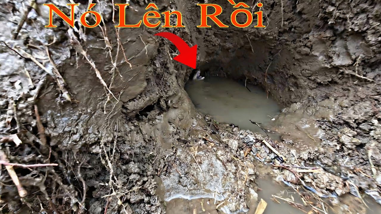 Dầm Mưa Săn Bắt Rắn Cameraman Quá Uy Tín|| Tâm Vện # 23