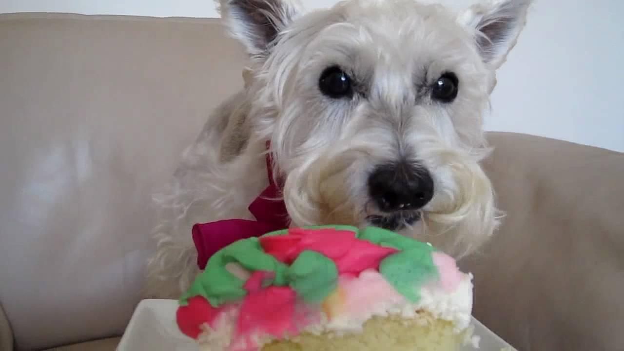 schnauzer birthday cake
