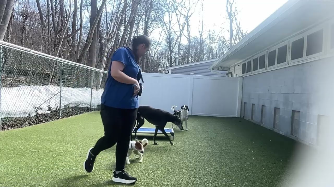 Archie working on:distractions, recall, and leave it