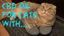 CBD Oil For Cats With Pancreatitis Review 2018
