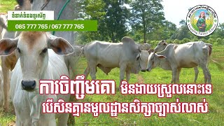 ការចិញ្ចឹមគោមិនងាយស្រួលនោះទេ បើសិនគ្មានមូលដ្ឋានសិក្សាច្បាស់លាស់