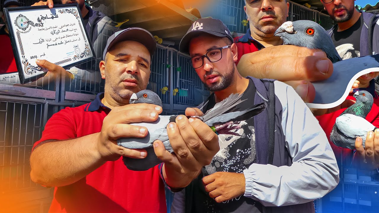 ذهبت زيارة عند أقدم مربي حمام الخنيسي في طنجة البطل محمد الزوگاري | الجزء الأول