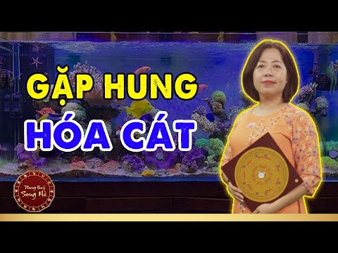 Video: Cây sống trong bể cá: Hướng dẫn về cá