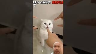 cats can't reflex... 💀 #cat #catshorts #trollfaceedit