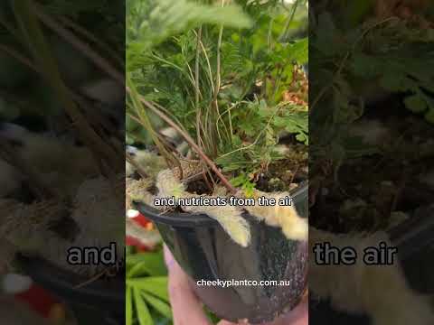 Vídeo: Care Of Rabbit's Foot Fern - Com cultivar falgueres Davillia Fejeensis