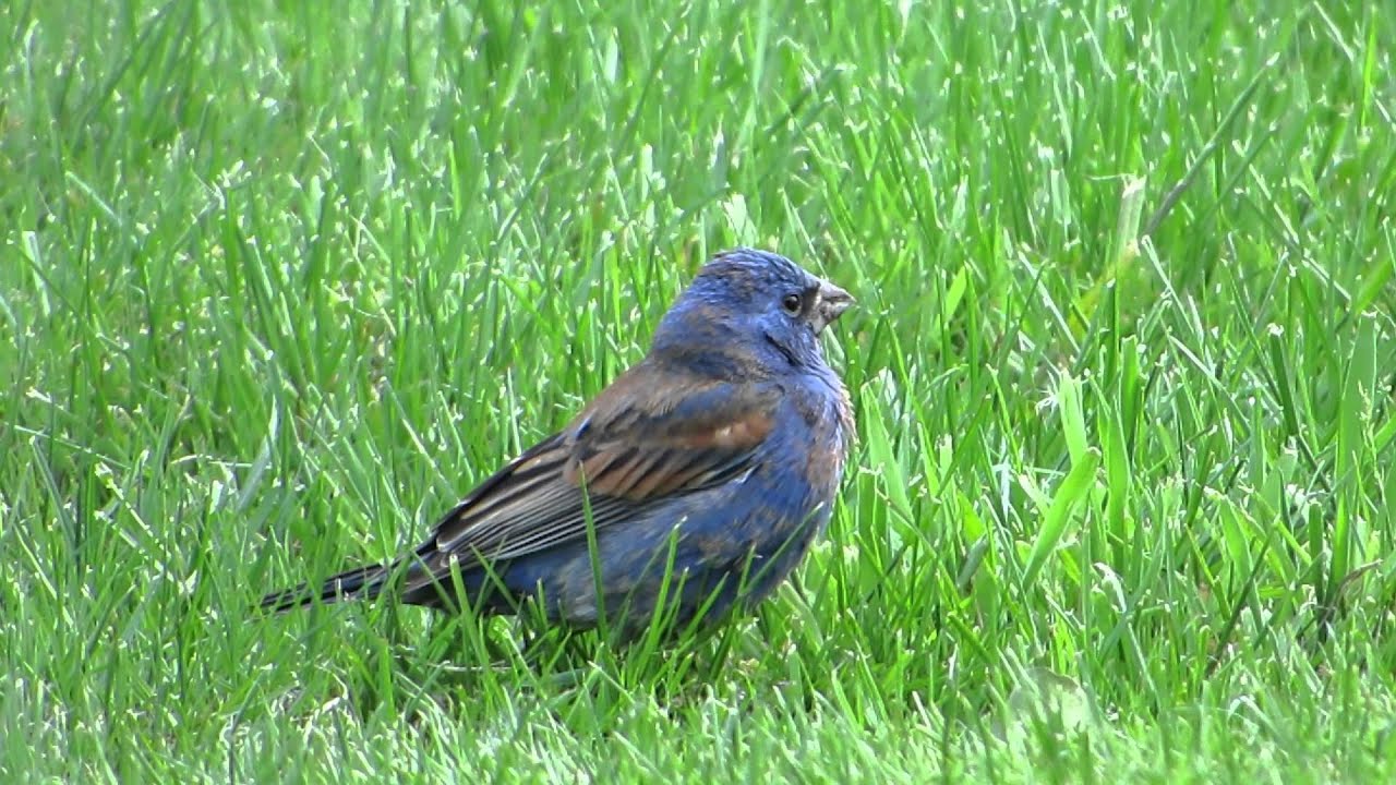 Minnesota Seasons Blue Grosbeak