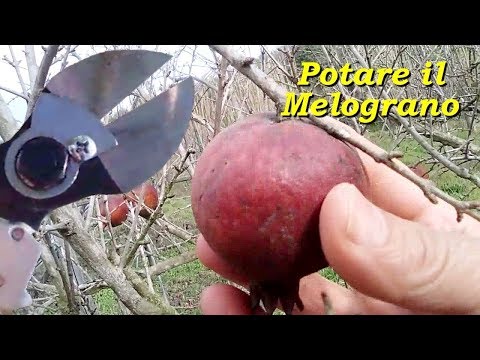 Video: Cos'è un pomelo: consigli per coltivare un albero di melograno