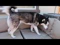 End of video