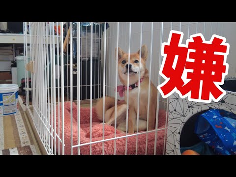 目線を外しながらもアピールは忘れない　どん兵衛　柴犬小夏１歳