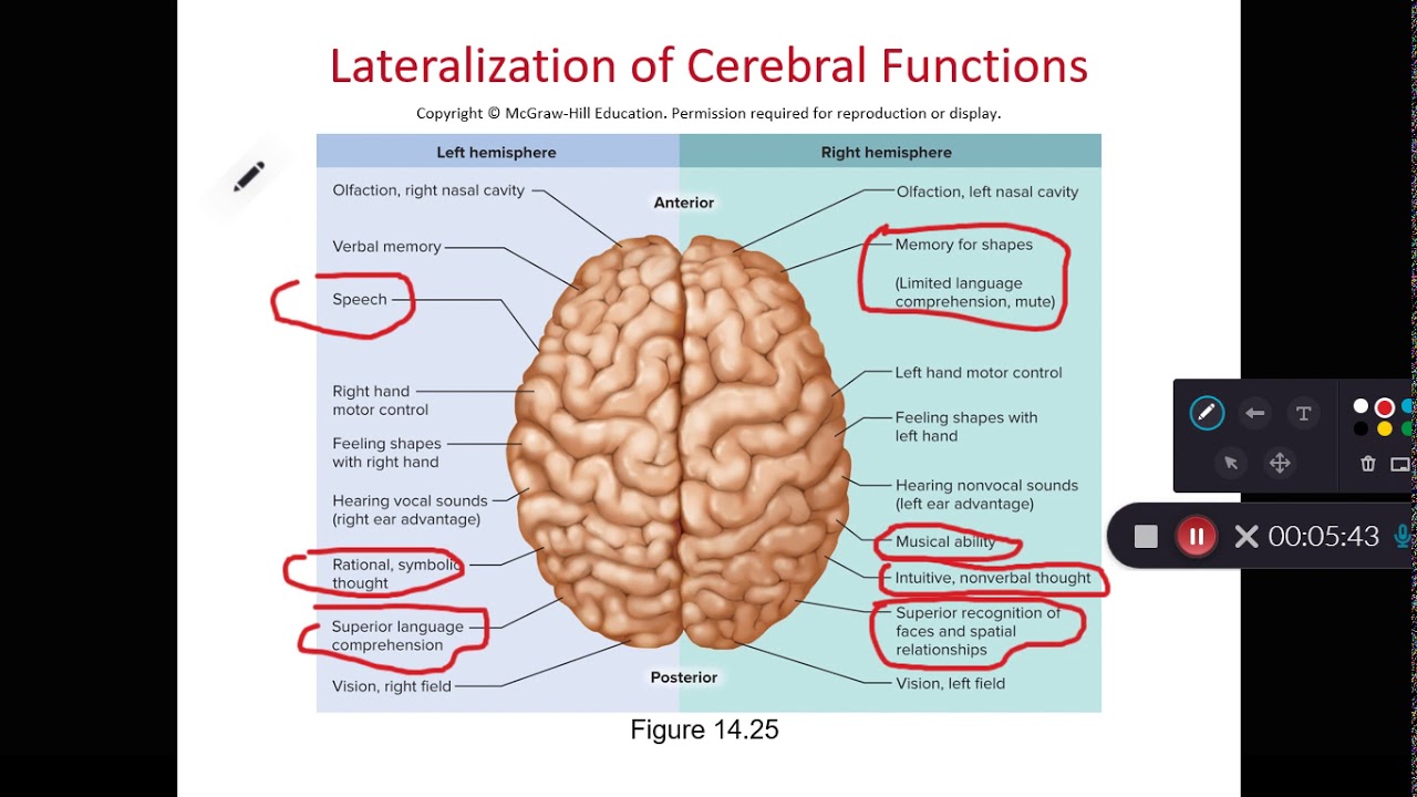 BIOL 214 Language and Lateralization in Cerebrum (Ch 14 Part 12) - YouTube