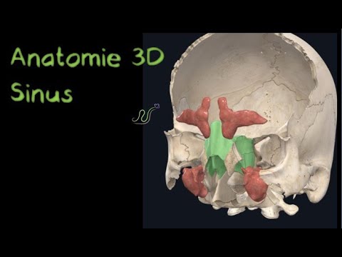 Vidéo: Cavités Sinusales De La Tête Anatomie, Diagramme Et Images - Cartes Corporelles