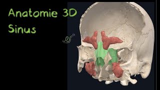 Description sinus 3D (Naturosoutien)