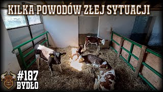 #187 Bydło opasowe  Co z cielakami? Zła sytuacja z powodu kilku czynników.