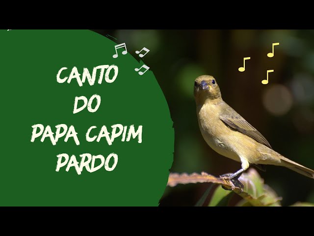 Fêmea de Papa Capim Chamando – Apps on Google Play