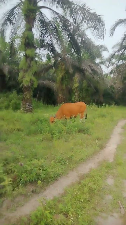 Sadang dengarkan musik sholawat Yasir lana